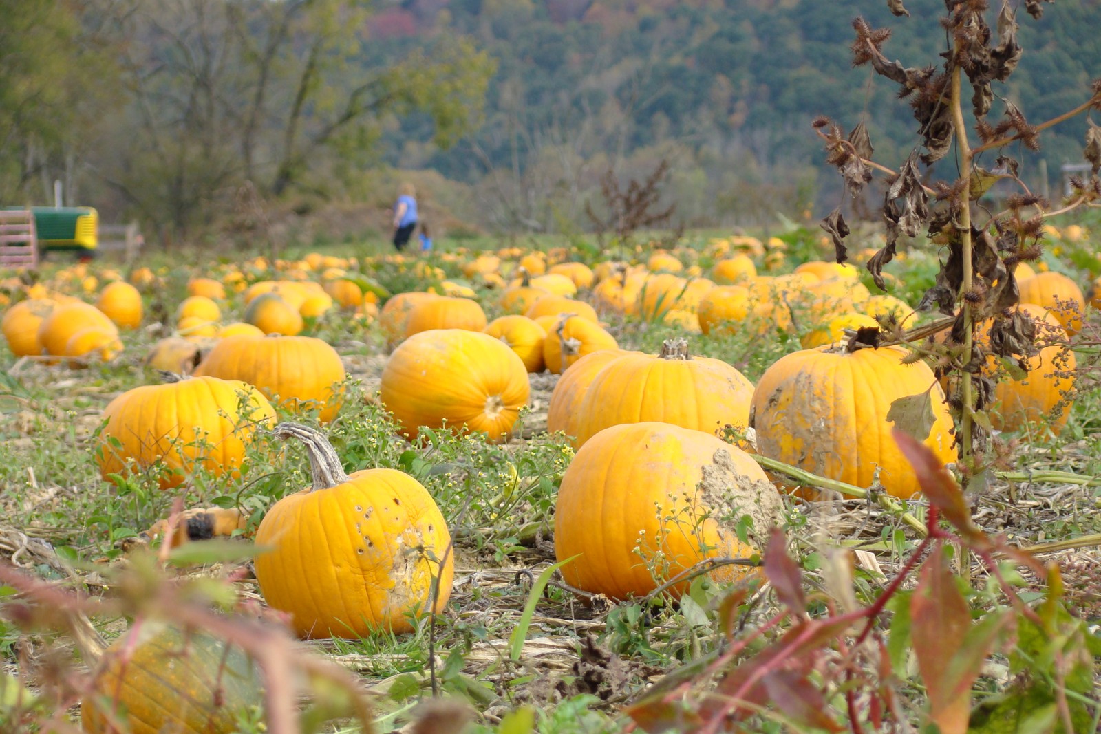 Pumpkins in a field at Walker Farm in Logan